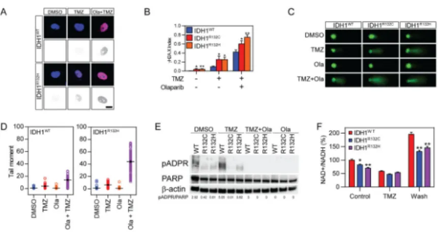 Figure 4. Dysfunction of the PARP1 DNA repair pathway in IDH1 mutant cells