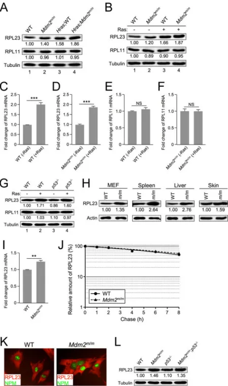 Figure 2. RAS induces RPL23 expression