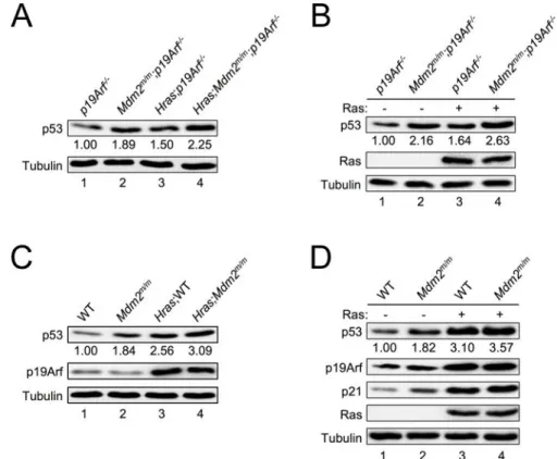 Figure 4. RAS induces p53 expression in the absence of p19ARF