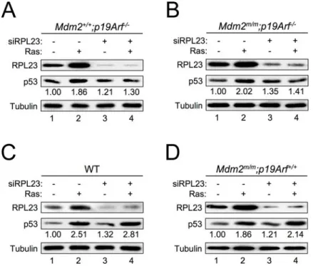 Figure 5. RPL23 is required for RAS induction of p53 in the absence of p19ARF