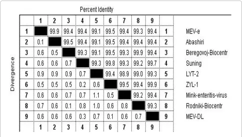 Table 1: Amino acid and nucleotide sequence variations in the VP2 of nine MEV strains