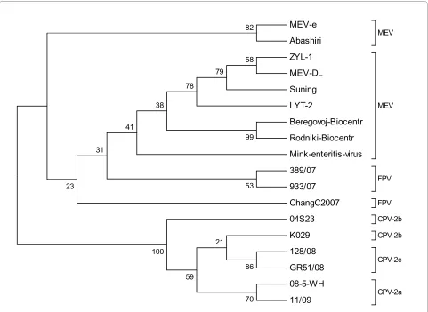Figure 2 Phylogenetic analysis based on the complete VP2 nucleotide sequences of different parvovirus isolates