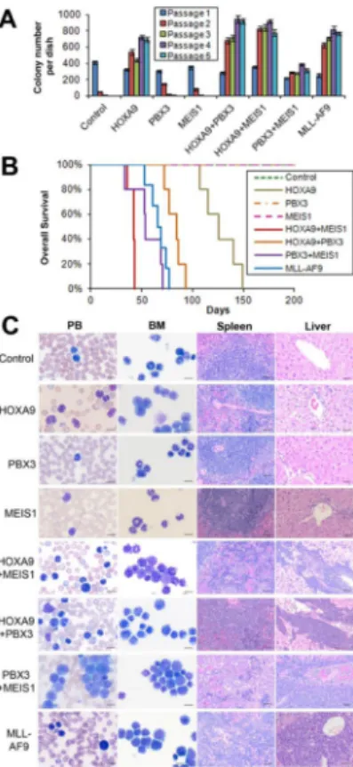 Figure 1. Co-expression of PBX3 and MEIS1 can transform normal mouse bone marrow (BM)  progenitor cells in vitro and induce rapid AML in vivo