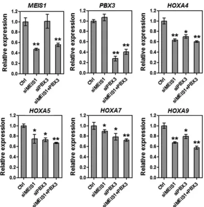Figure 5. Effects of knockdown of PBX3 and/or MEIS1 on the expression of endogenous HOXA  genes in MLL-rearranged AML cells