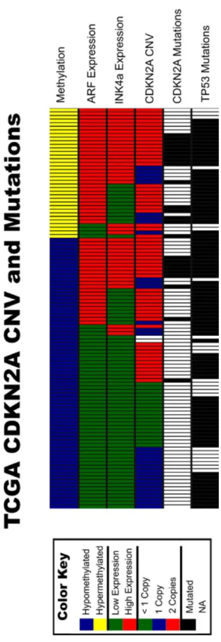 Figure 4. Copy number variation and mutation data for TCGA LXSCC  cohort. All 111 LXSCC from the TCGA cohort were sorted based on  CDKN2A methylation, ARF expression, INK4a expression, CDKN2A copy  number variation (CNV), CDKN2A mutation, and TP53 mutation