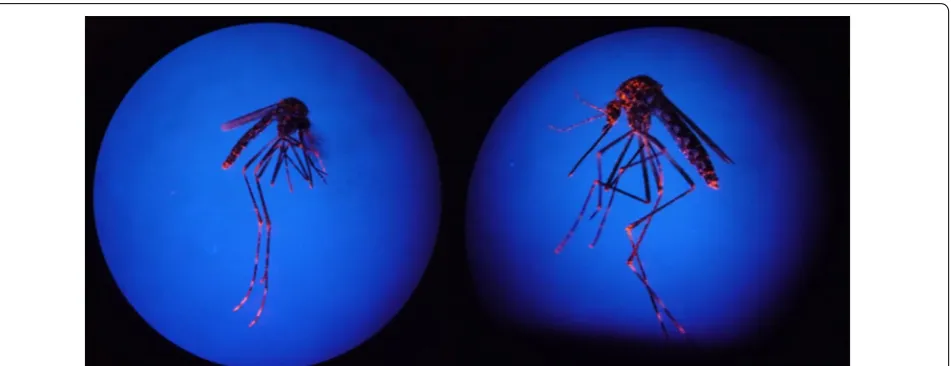 Fig. 1 Mosquitoes captured from a room containing an adapted BGST. Their contamination with fluorescent dust demonstrates their exposure and subsequent release from these devices