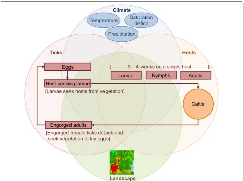 Fig. 1 Conceptual model representing the interactions of climate variation and habitat heterogeneity on the life‑cycle of the southern cattle fever tick, Rhipicephalus (Boophilus) microplus 