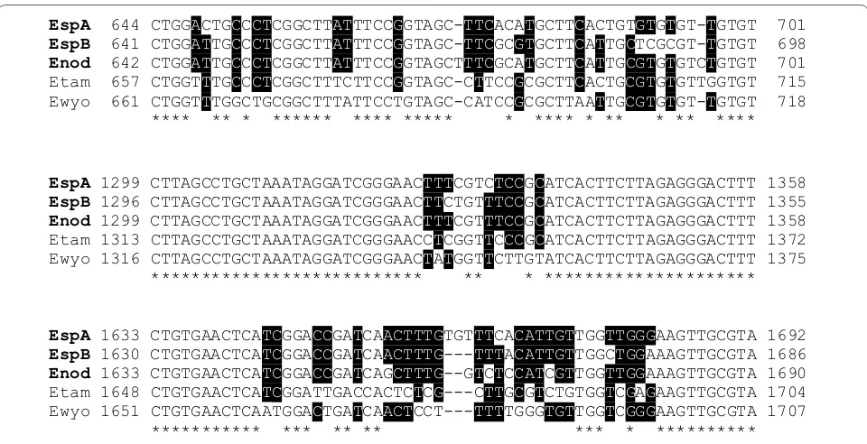 Fig. 4 Phylogenetic tree showing the three Eimeria species identified in Antillean manatees from Colombia