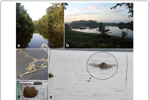 Fig. 5 Illustration of sampling sites and specimen: a Carare River in the Andean region; b “Cienaga La San Juana”, a wetland ecosystem; c, dmanatee faeces in field; e manatee sighting