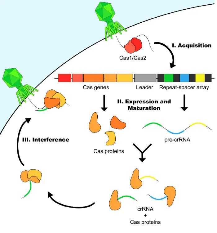 Figure 1: General schematic of CRISPR mediated immunity. Upon encountering  foreign nucleic acid, such as from a phage genome, Cas1 and Cas2 mediate 