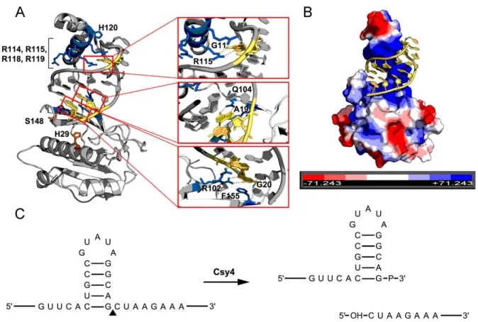 Figure 2: Characteristics the Csy4-hairpin interaction. (A) PyMOL rendering of Csy4  bound to the hairpin sequence