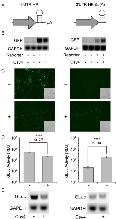 Figure 5: Effect of placing the HP in the 3’UTR on Csy4-mediated knockdown. (A)  Schematics of the 3'UTR-HP reporter (left) and 3'UTR-HP-Δp(A) reporter (right)