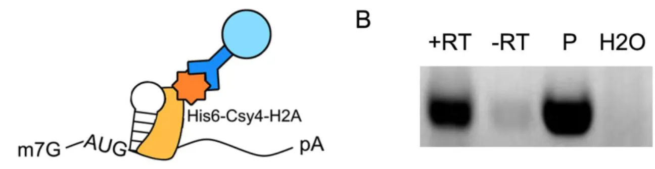 Figure 6: Cys4 interacts with the substrate hairpin in human cells. (A) Schematic  representation of RNA immunoprecipitation (RNA-IP) detecting RNA associated with  Csy4