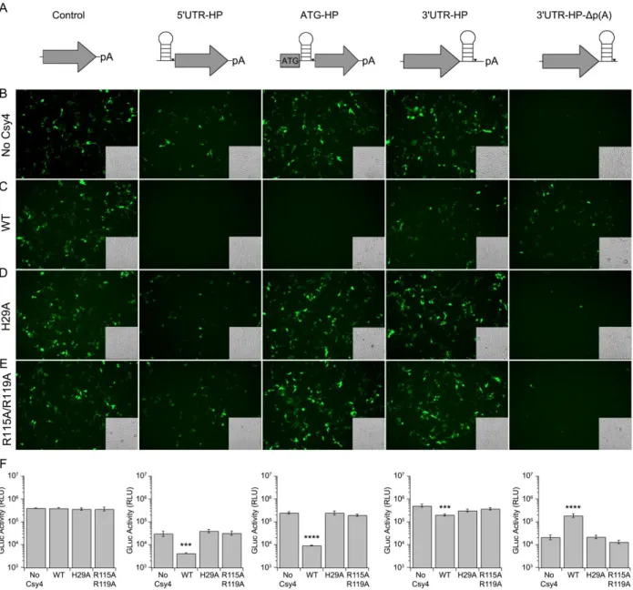 Figure 7: Csy4 binding and cleavage are necessary for regulation of transgene  expression