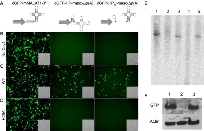 Figure 8: Selective processing by Csy4 is essential for rescue of 3'UTR-HP-Δp(A)  constructs