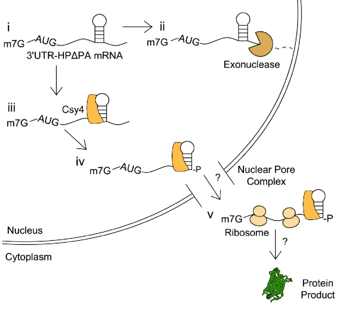 Figure 9: Potential events outlining Csy4-mediated processing of 3'UTR-HP-Δp(A)  mRNA