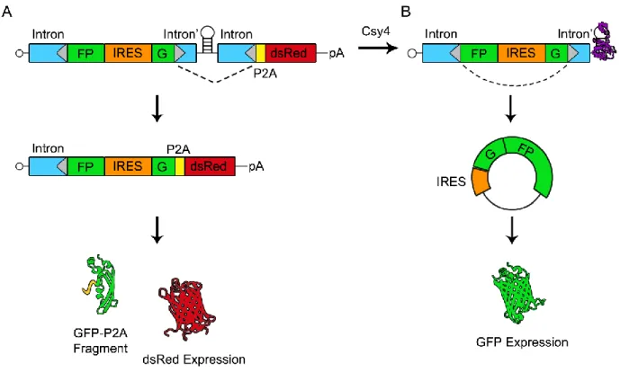 Figure 10: Schematic of circGFP-CD splicing patterns and reporter outputs. The  mRNA expressed from circGFP-CD contains a split-GFP cassette flanked by 