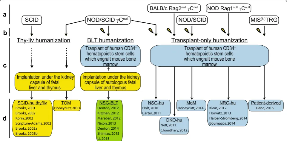 Fig. 3 Chimerization strategies for bioengineering humanized mice utilized in HIV persistence research