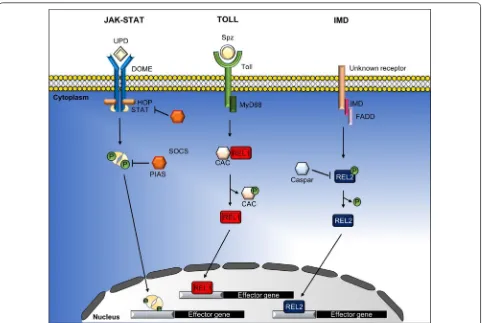 Fig. 2 The JAK‑STAT, Toll and immune deficiency (Imd) pathways in mosquitoes. Activation of the JAK‑STAT, Toll and Imd pathways initiates the formation of a multiprotein complexes consisting of protein kinases, transcription factors and other regulatory molecules to regulate the expression of downstream innate immunity genes, such as the genes that encode for AMPs and key factors that regulate the innate immune system