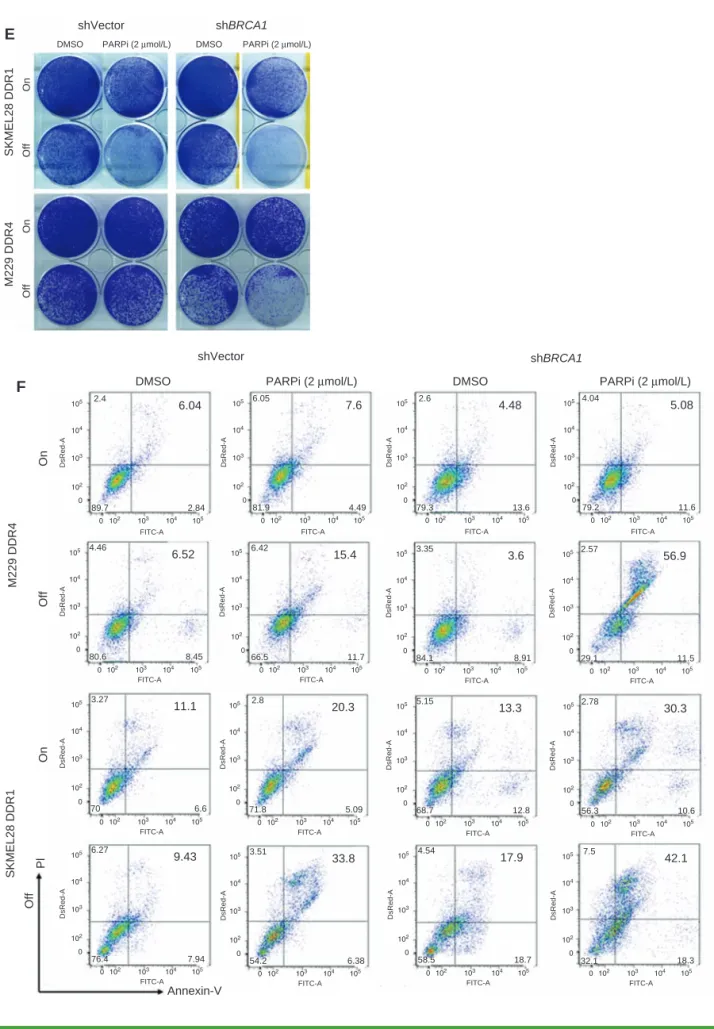 Figure 3.  (Continued)  E and F, R-line cells from D were subjected to the same assays as in B and C, respectively