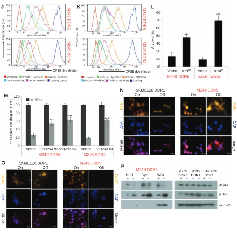 Figure 2.  (Continued) CFSE dye dilution patterns (J, K), and viable cell counts (L, M) in R-lines on or off MAPKi(s) for 6 days, transduced with empty  vector (Vector) or AIF (J, L) or H2AX (K, M) shRNA lentiviruses