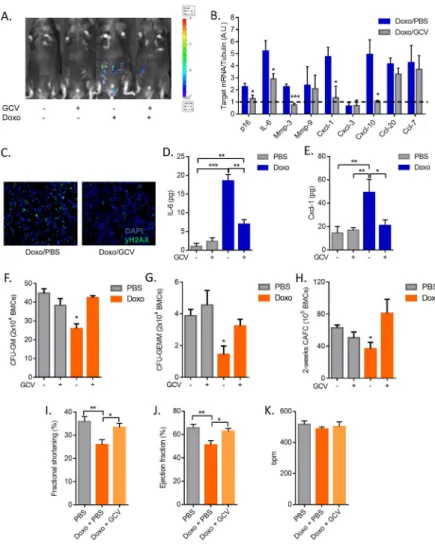 Figure 2. Senescence-associated inflammation, bone marrow suppression and cardiac  dysfunction
