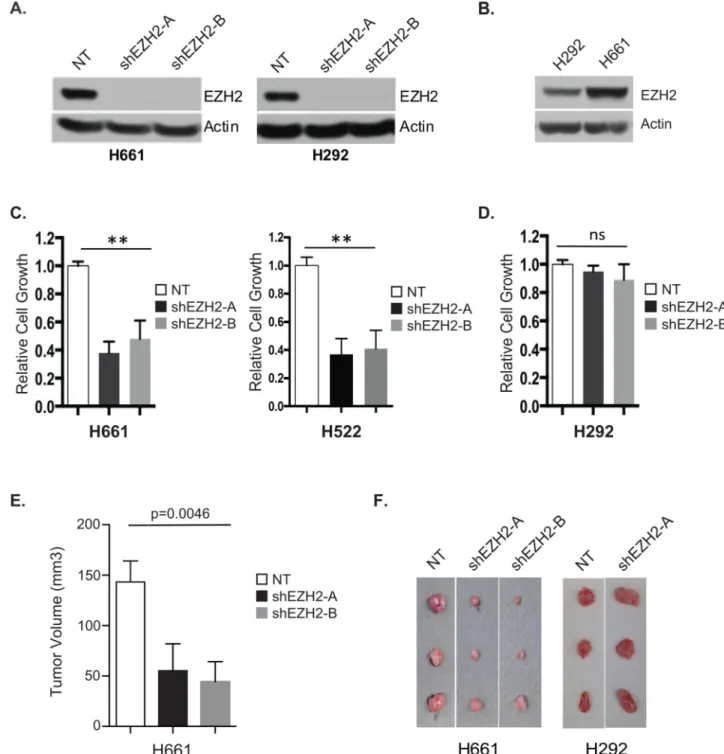 Figure 4. A Subset of Human NSCLC Cells are Dependent on EZH2 Overexpression (A) Human NSCLC H661 (left) and H292 (right) cells expressing non-targeting control  shRNA (NT) or two different shRNAs targeting EZH2 (shEZH2-A and shEZH2-B) were  analyzed for E