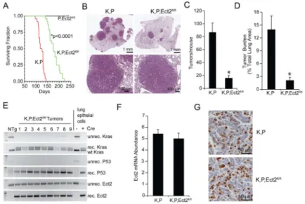 Figure 1. Ect2 is required for lung tumorigenesis in vivo