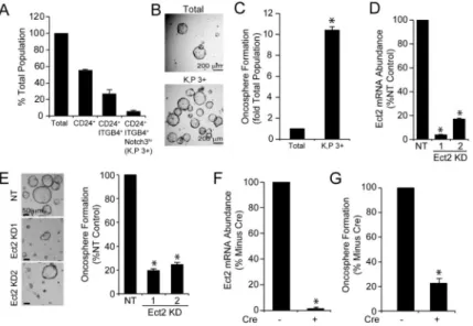 Figure 2. Ect2 is required for transformed growth of Kras/Trp53 lung TICs ex vivo