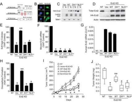 Figure 3. Ect2 is required for LADC transformed growth and tumor formation