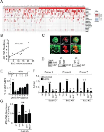 Figure 5. Ect2 localizes to the nucleolus and regulates 45S pre-rRNA synthesis