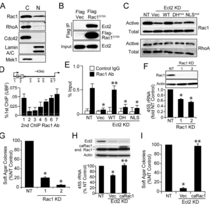 Figure 6. Rac1 mediates Ect2-dependent rRNA synthesis