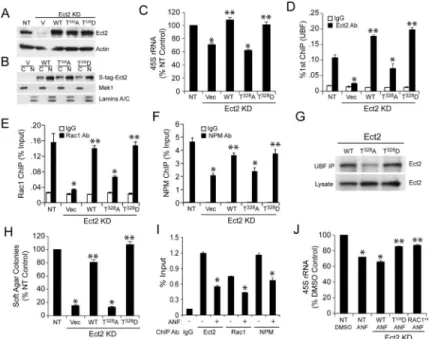 Figure 8. PKCιmediated Ect2 phosphorylation regulates Ect2-dependent rDNA binding, rRNA  synthesis and transformed growth