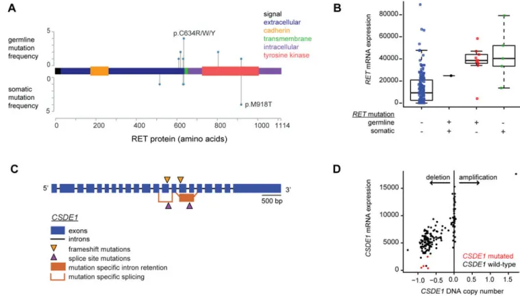 Figure 2. Integrated Alterations in RET and in CSDE1