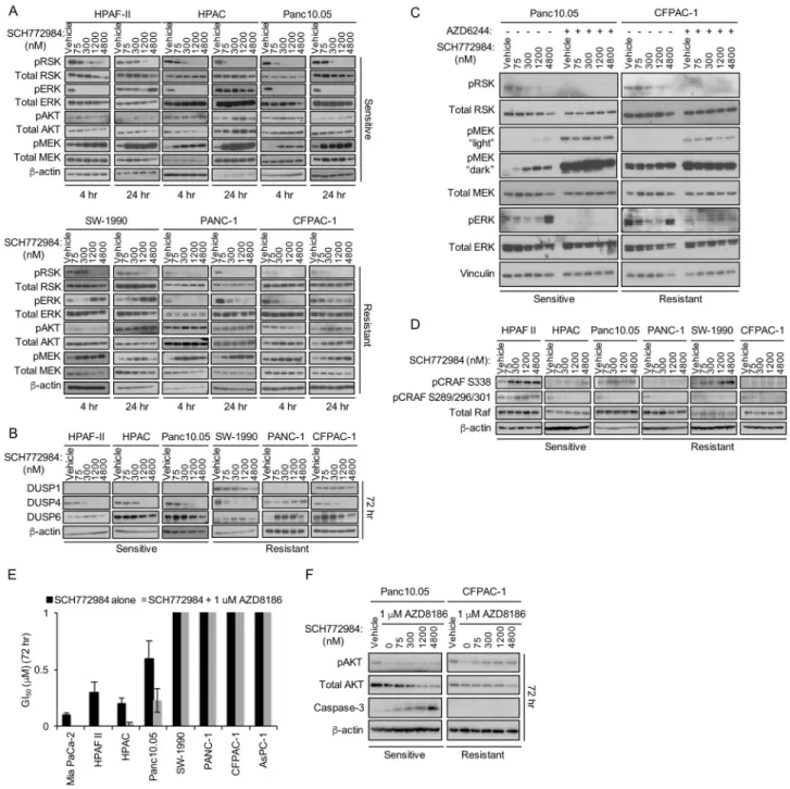 Figure 3. SCH772984 Sensitivity Is Associated with Treatment-Induced AKT Phosphorylation (A) Cells were treated for 4 or 24 hr with DMSO vehicle or SCH772984, then evaluated by  western blot with phospho-specific antibodies for RSK (T395/S363; pRSK), MEK1/