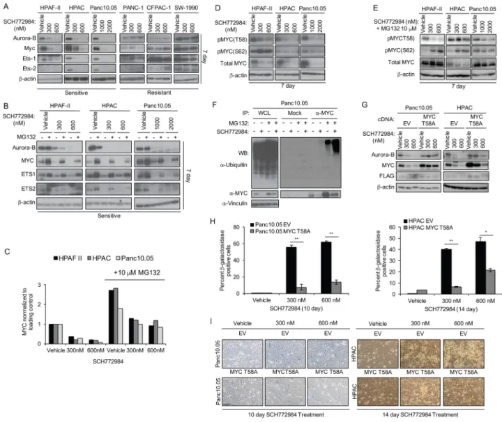 Figure 6. Induction of Senescence Is Dependent on Proteasomal Degradation of cMYC (A) Cells were treated with vehicle or SCH772984 for 7 days, then immunoblotted for  Aurora B, MYC, ETS1 or ETS2, and β-actin