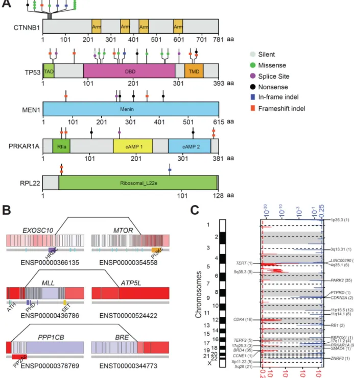 Figure 1. Mutational driver genes in ACC