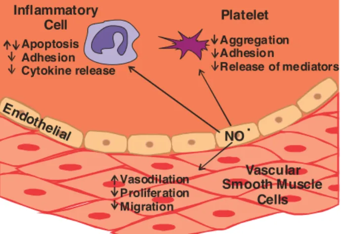 Figure 1.4  Schematic  of  nitric  oxide’s  role  in  the  vascular  endothelium  and  its  effects  on   cellular activities