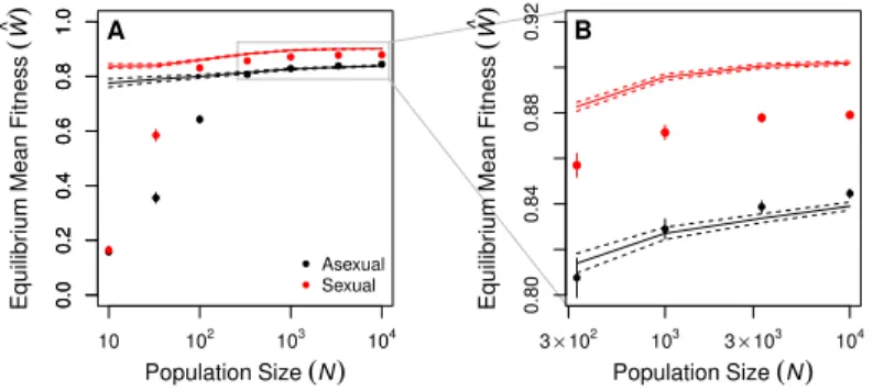 Figure 2: Equilibrium mean fitness shows the effects of Muller’s ratchet, mutation load and recombination loadThe equilibrium mean fitness of large populations differed only slightly from the expectation at mutation-selection balance (Box 1)