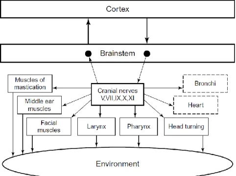 Figure 1. The neural social engagement system, which integrates body regulation circuits  (bronchi and heart; dashed lines) with the muscles of the face and head (solid lines) that include  the larynx and pharynx