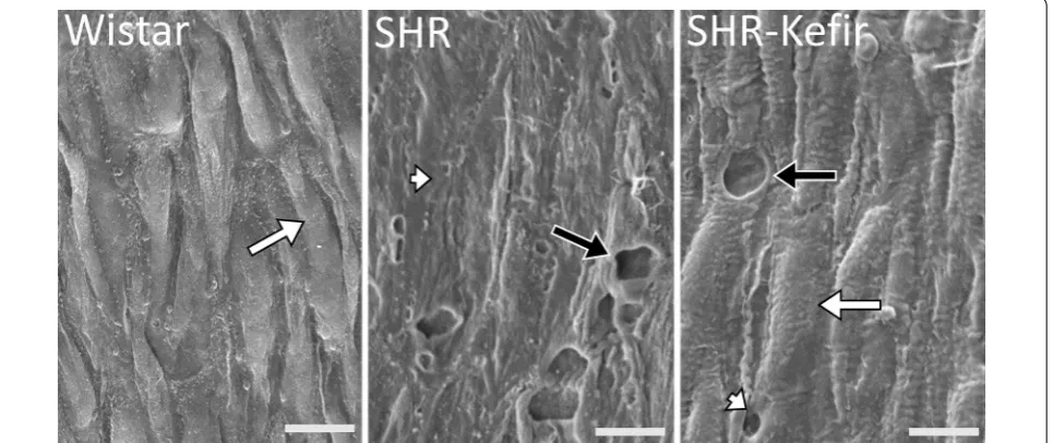 Fig. 7 Recovery of vascular endothelial surface architecture in SHR administered with kefir