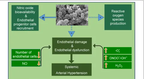 Fig. 9 Beneficial effects of kefir in arterial hypertension. Simplified scheme of main effects of chronic administration of kefir on the endothelial dysfunction in SHR