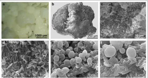 Fig. 1 Photomicrographs of kefir grains obtained at the unmagnified level (a) and scanning electronic micrographs of the exterior (b–d) and interior (e, f) surface of a kefir grain