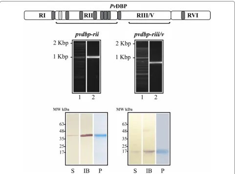 Fig. 1 Selecting and expressing pvdbp gene fragments. The amplification of binding (pvdbp‑rii: 553–1596 bp) and non‑binding regions (pvdbp‑riii/v: bp 1792–2487) encoding rPvDBP‑RII (aa 185–532) and rPvDBP‑RIII/V (aa 598–829)