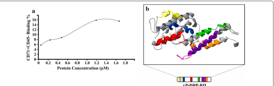 Fig. 4 rPvDBP‑RII saturation (a) and binding site location (b) analysis. a The protein concentration (x axis) and reticulocyte  (CD71+CD45−) binding percentage