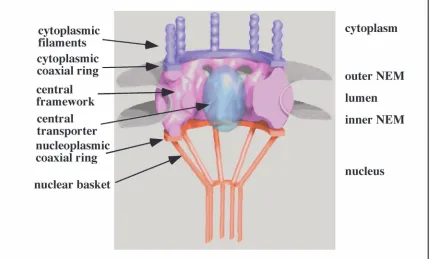 Figure 3: Three dimensional structure of the vertebrate NPC. (modified from Pante andAebi, 1996b).