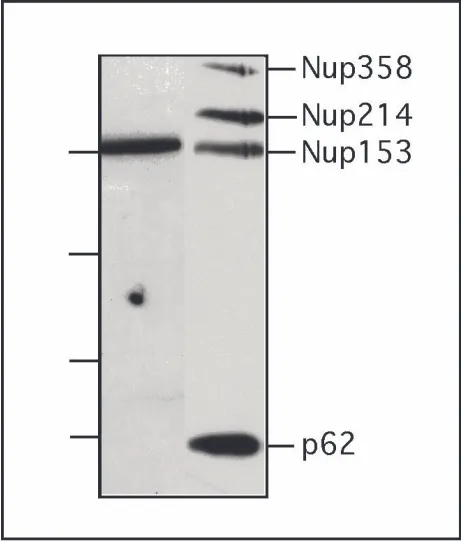 Figure 7: Specificity of the antibody against Nup153. Soluble proteins from 4-5Xenopus eggswere separated by SDS-PAGE and used for immunodetection by mAb414(right lane) or anti-Nup153 antibody (left lane)