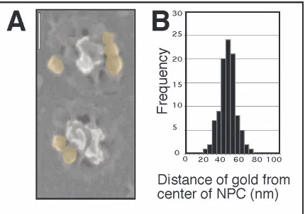 Figure 8: Localisation of Nup153 within the NPC determined by SEM. (Representative image of two NPCs viewed from the nuclear side