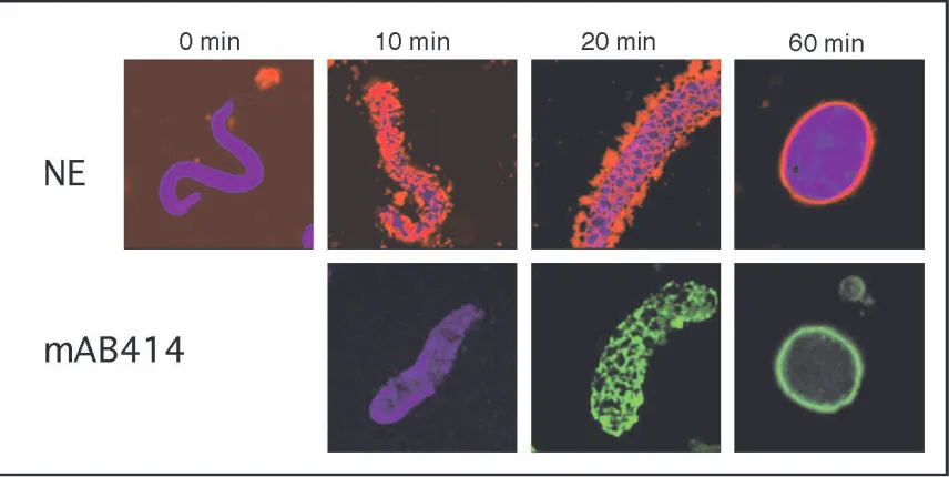 Figure 12: Time course of nuclear assembly in visualised with DAPI and shown in blue. Membranes are stained with DiOCXenopus egg extracts