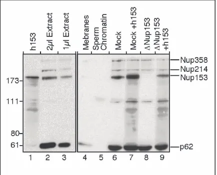 Figure 13: Western blot analysis of depleted hNup153. Left panel: 1 µl of recombinant Nup153  (lane 1) is compared with 2 and 1 µlof undepleted egg membrane fraction (lane4), 2 µl of sperm chromatin (lane 5), 1µl of either mock orNup153 depleted extracts  